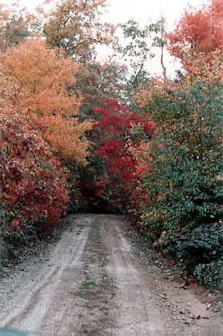 Country Road Fall