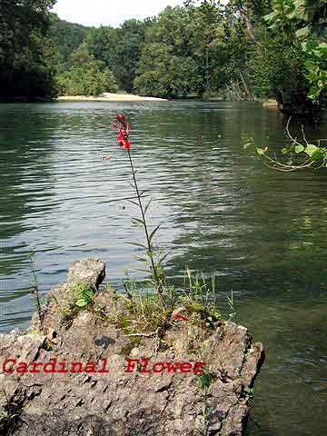Cardinal Flower