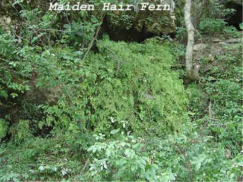 Maiden Hair Fern