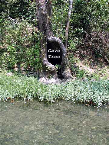 Cave Tree