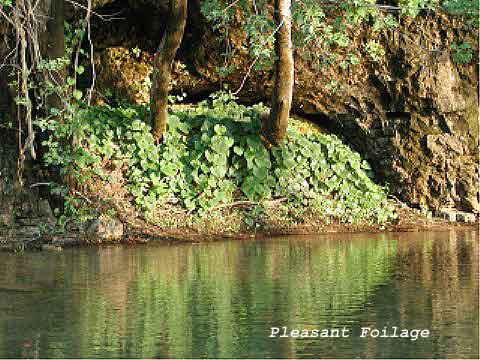 Pleasant Foilage