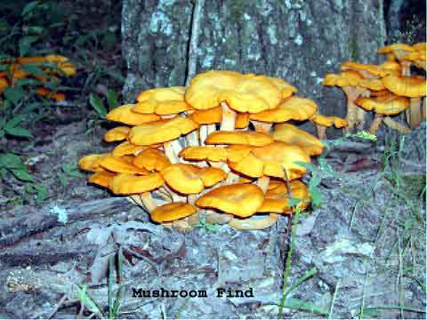 Mushroom Find Closeup